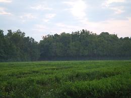 Charleston Plantation tea field