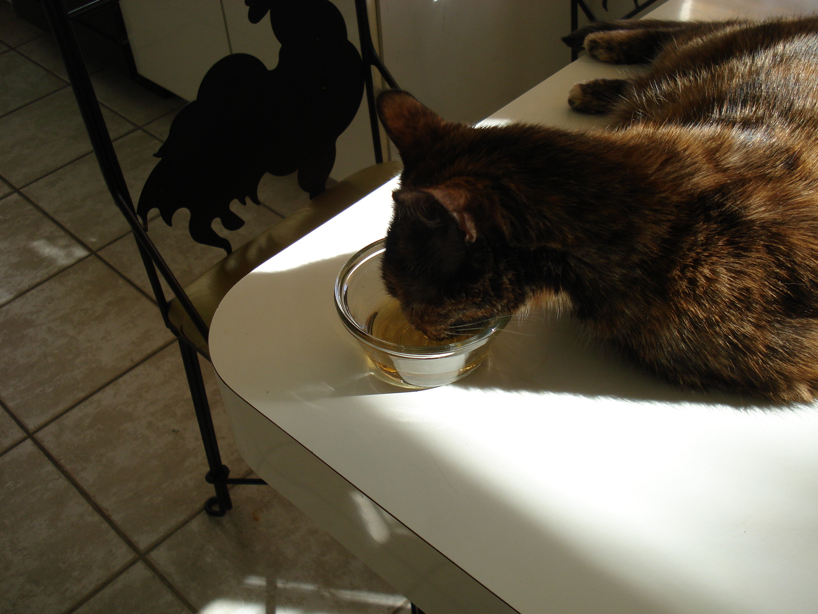 The Cat Who Loves Bigelow Tea Bigelow Tea Blog the-cat-who-loves-bigelow-tea-bigelow-tea-blog