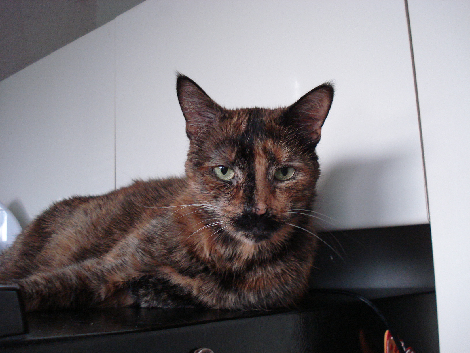The Cat Who Loves Bigelow Tea Bigelow Tea Blog the-cat-who-loves-bigelow-tea-bigelow-tea-blog