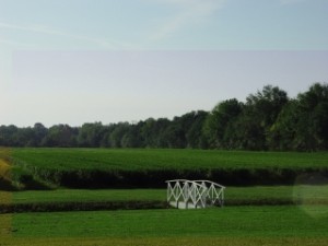 Fields of Tea Bushes