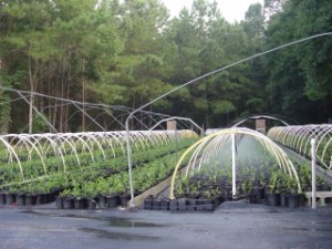 the growing of new tea bushes from clippings of existing bushes