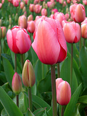 Tulips Tulips