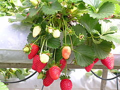 Garden strawberries Garden strawberries