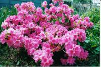 Azaleas