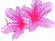 Azaleas