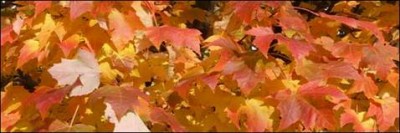 hikeleaves11-10