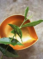 leaf Image Courtesy of Greenteainformation.org